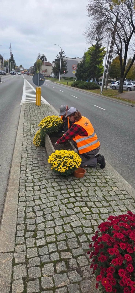 Chryzantemy ozdobiły Ostrołękę [27.10.2026] - zdjęcie #2 - eOstroleka.pl