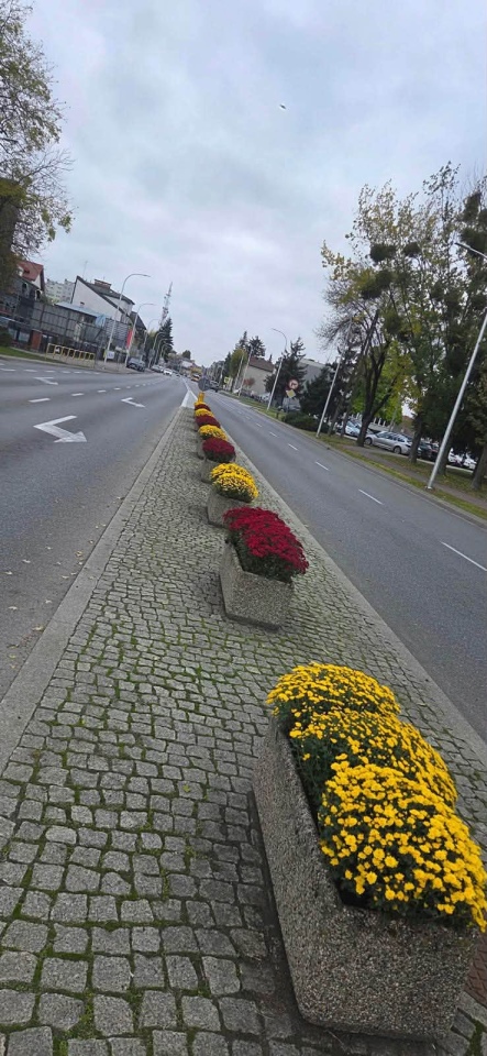 Chryzantemy ozdobiły Ostrołękę [27.10.2026] - zdjęcie #1 - eOstroleka.pl