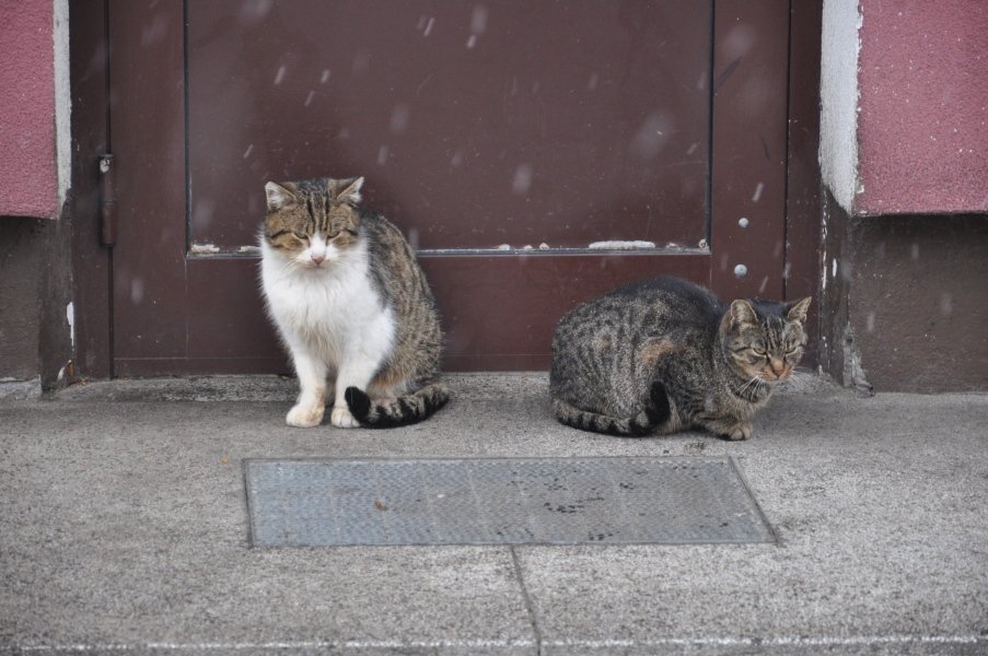 Urząd Miasta zachęca do bezpłatnej kastracji kotów wolnożyjących [26.I.2012] - zdjęcie #5 - eOstroleka.pl