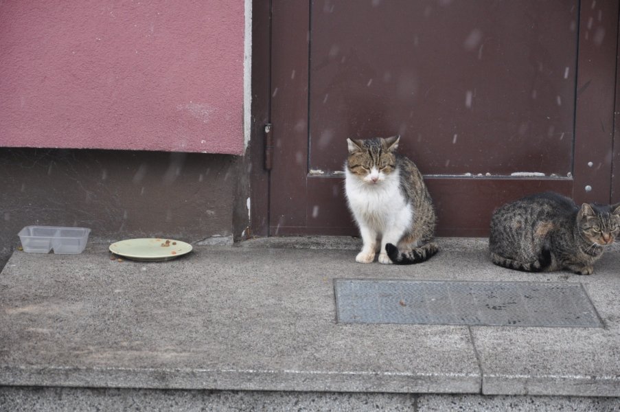Urząd Miasta zachęca do bezpłatnej kastracji kotów wolnożyjących [26.I.2012] - zdjęcie #6 - eOstroleka.pl