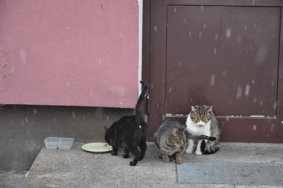 Urząd Miasta zachęca do bezpłatnej kastracji kotów wolnożyjących [26.I.2012] - zdjęcie #7 - eOstroleka.pl