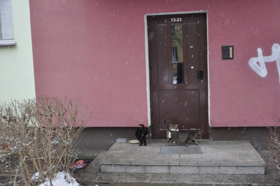Urząd Miasta zachęca do bezpłatnej kastracji kotów wolnożyjących [26.I.2012] - zdjęcie #8 - eOstroleka.pl