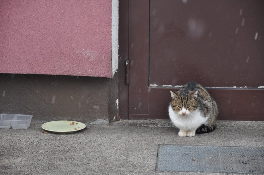Urząd Miasta zachęca do bezpłatnej kastracji kotów wolnożyjących [26.I.2012] - zdjęcie #10 - eOstroleka.pl