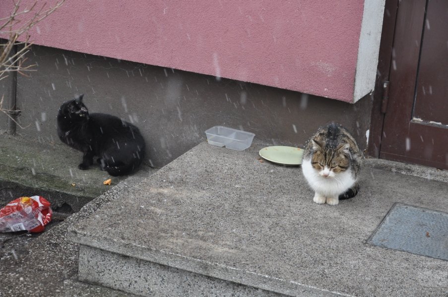 Urząd Miasta zachęca do bezpłatnej kastracji kotów wolnożyjących [26.I.2012] - zdjęcie #16 - eOstroleka.pl