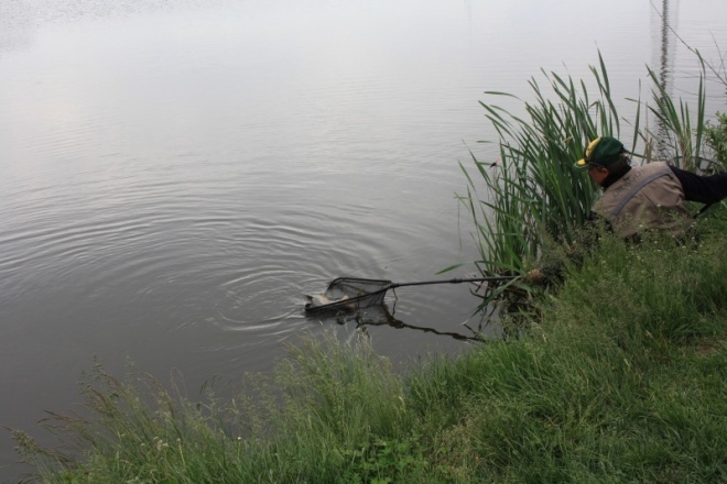 Mistrzostwa Spławikowe koła nr 38 Narew [27.V.2012] - zdjęcie #7 - eOstroleka.pl