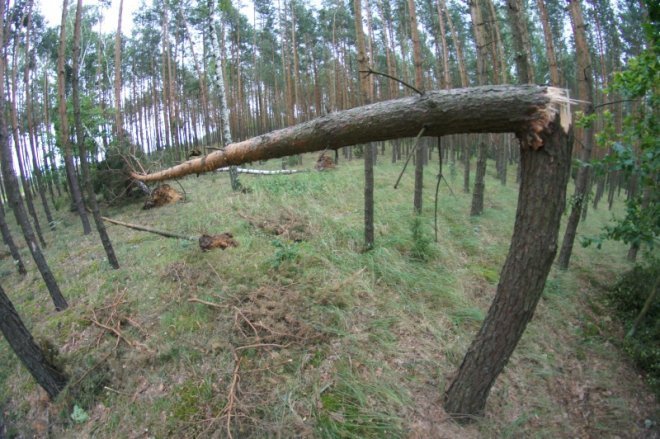 Wichura w powiecie [29.07.2012] - zdjęcie #84 - eOstroleka.pl