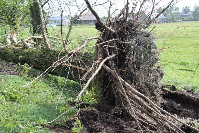 Potężna burza nad powiatem ostrołęckim: Wiatr zrywał dachy i powalał drzewa [22 VIII 2012]  - zdjęcie #20 - eOstroleka.pl