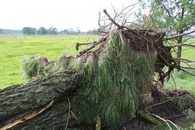 Potężna burza nad powiatem ostrołęckim: Wiatr zrywał dachy i powalał drzewa [22 VIII 2012]  - zdjęcie #23 - eOstroleka.pl