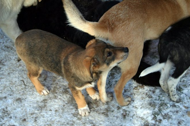 Kruszewo: Ostrołęccy uczniowie wspomogli schronisko dla zwierząt [20 XII 2012] - zdjęcie #1 - eOstroleka.pl