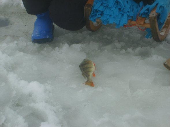 Ferie z wędką [29.01.2013] - zdjęcie #2 - eOstroleka.pl