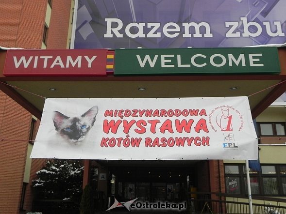 Wystawa kotów [10.02.2013] - zdjęcie #81 - eOstroleka.pl