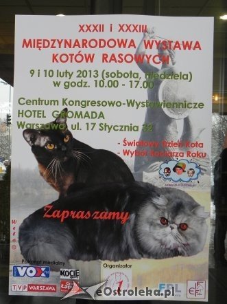 Wystawa kotów [10.02.2013] - zdjęcie #80 - eOstroleka.pl