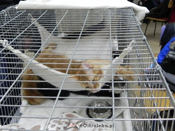 Wystawa kotów [10.02.2013] - zdjęcie #66 - eOstroleka.pl