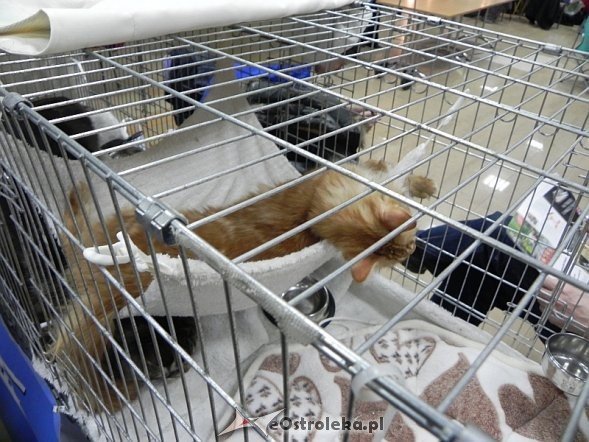 Wystawa kotów [10.02.2013] - zdjęcie #65 - eOstroleka.pl