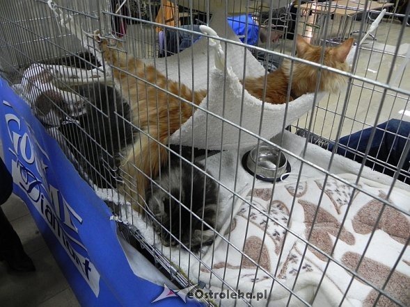 Wystawa kotów [10.02.2013] - zdjęcie #64 - eOstroleka.pl