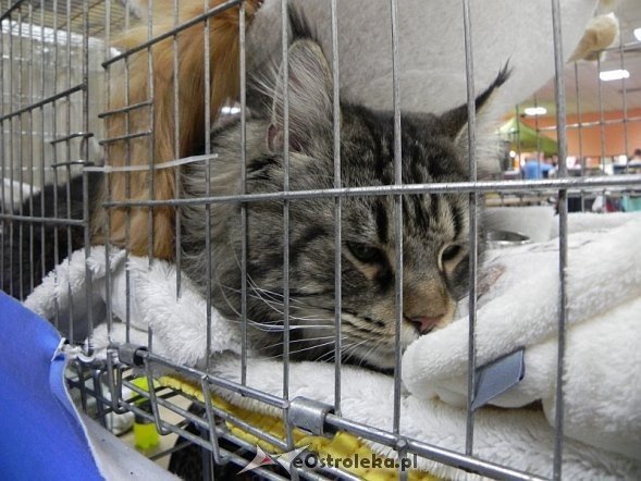 Wystawa kotów [10.02.2013] - zdjęcie #63 - eOstroleka.pl