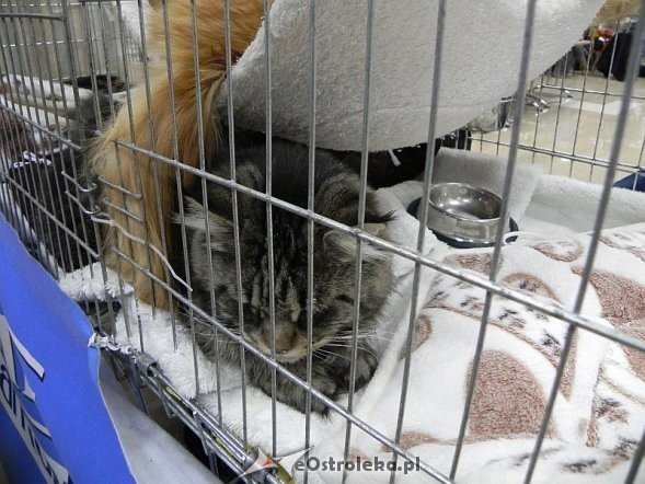 Wystawa kotów [10.02.2013] - zdjęcie #62 - eOstroleka.pl