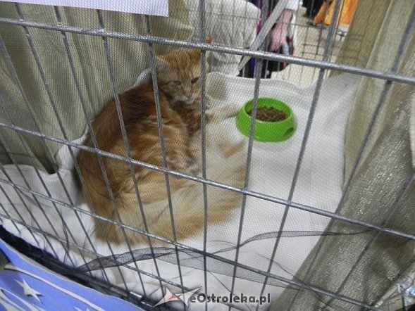 Wystawa kotów [10.02.2013] - zdjęcie #61 - eOstroleka.pl