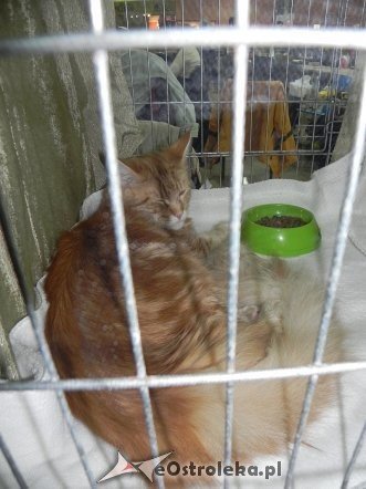 Wystawa kotów [10.02.2013] - zdjęcie #60 - eOstroleka.pl