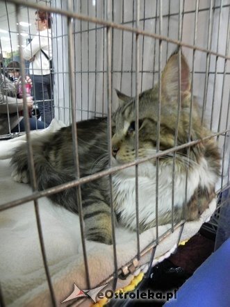 Wystawa kotów [10.02.2013] - zdjęcie #59 - eOstroleka.pl