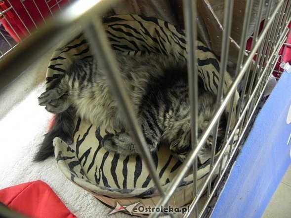 Wystawa kotów [10.02.2013] - zdjęcie #58 - eOstroleka.pl