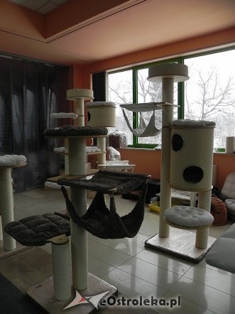 Wystawa kotów [10.02.2013] - zdjęcie #57 - eOstroleka.pl