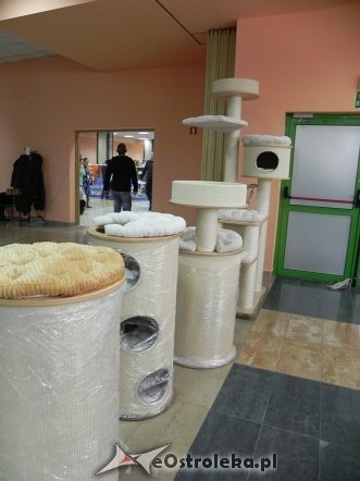 Wystawa kotów [10.02.2013] - zdjęcie #56 - eOstroleka.pl