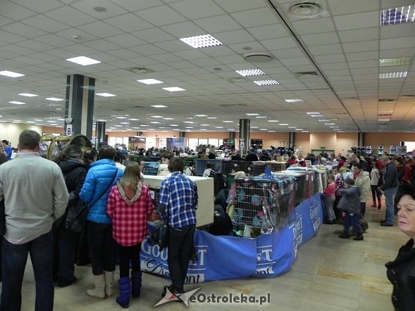 Wystawa kotów [10.02.2013] - zdjęcie #55 - eOstroleka.pl