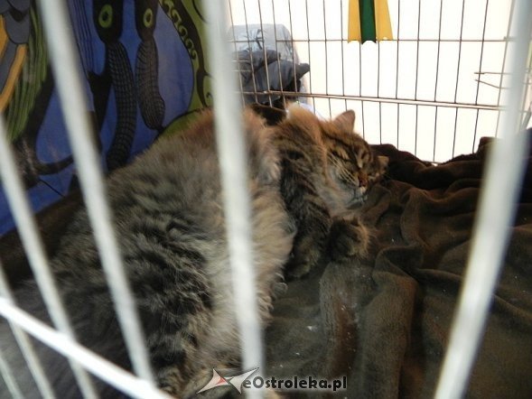 Wystawa kotów [10.02.2013] - zdjęcie #54 - eOstroleka.pl