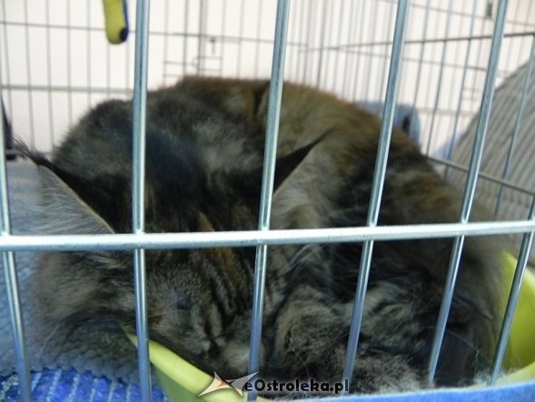 Wystawa kotów [10.02.2013] - zdjęcie #53 - eOstroleka.pl