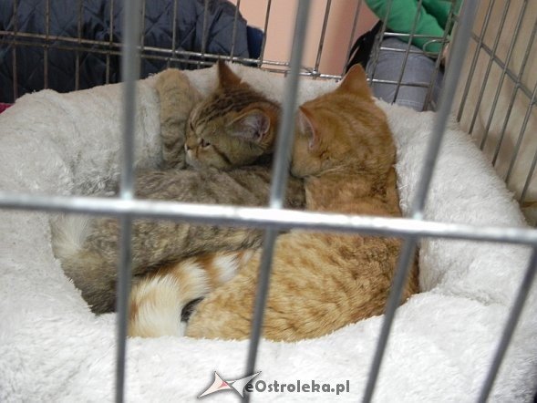 Wystawa kotów [10.02.2013] - zdjęcie #52 - eOstroleka.pl