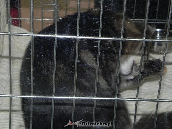 Wystawa kotów [10.02.2013] - zdjęcie #51 - eOstroleka.pl