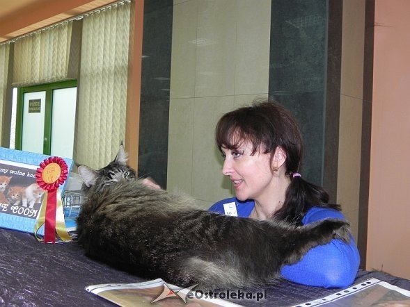 Wystawa kotów [10.02.2013] - zdjęcie #50 - eOstroleka.pl
