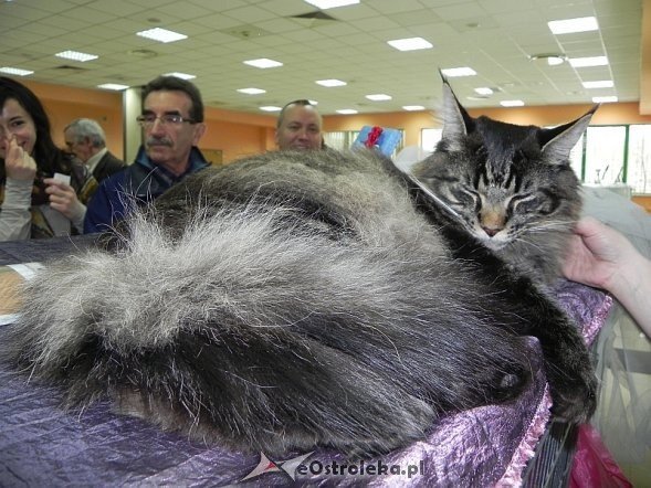 Wystawa kotów [10.02.2013] - zdjęcie #48 - eOstroleka.pl