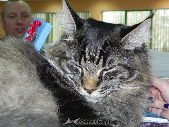 Wystawa kotów [10.02.2013] - zdjęcie #47 - eOstroleka.pl