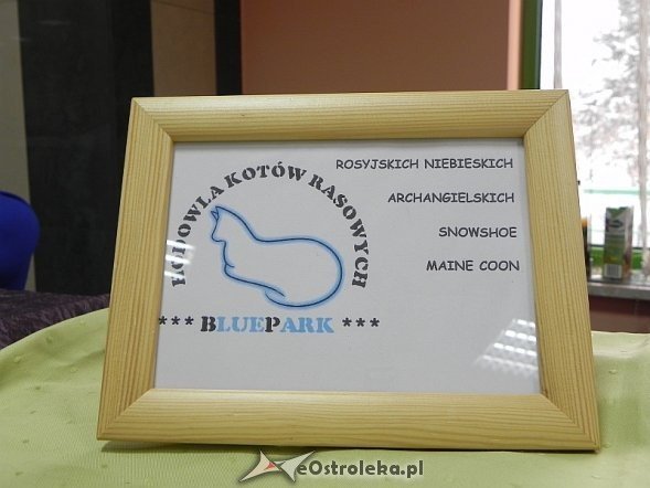 Wystawa kotów [10.02.2013] - zdjęcie #46 - eOstroleka.pl