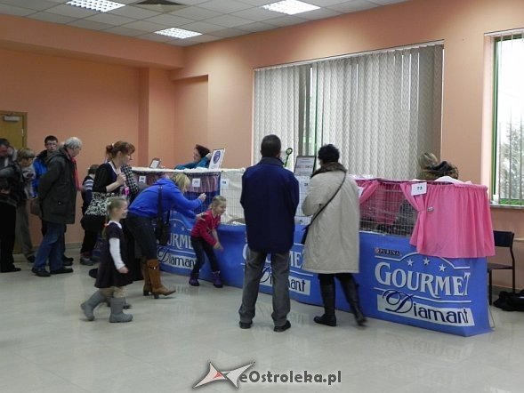 Wystawa kotów [10.02.2013] - zdjęcie #44 - eOstroleka.pl
