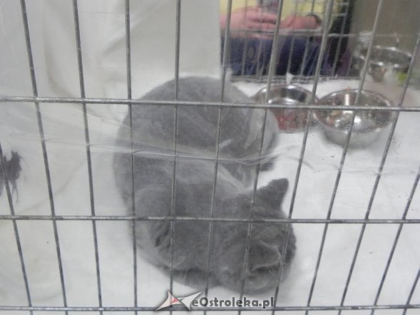 Wystawa kotów [10.02.2013] - zdjęcie #43 - eOstroleka.pl