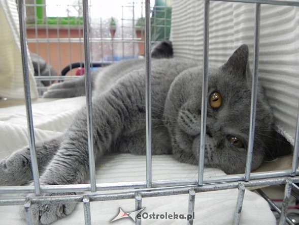 Wystawa kotów [10.02.2013] - zdjęcie #41 - eOstroleka.pl