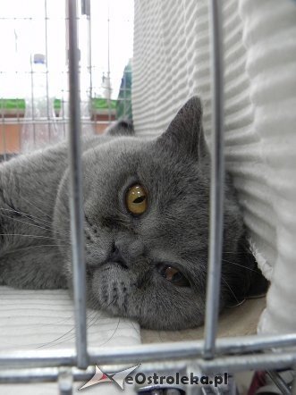 Wystawa kotów [10.02.2013] - zdjęcie #40 - eOstroleka.pl