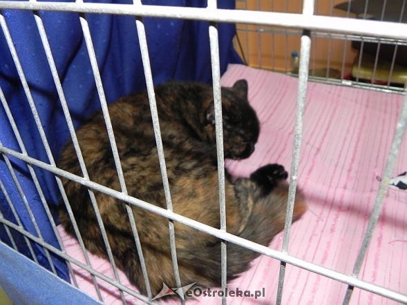 Wystawa kotów [10.02.2013] - zdjęcie #39 - eOstroleka.pl