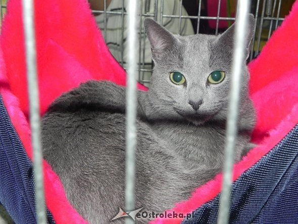 Wystawa kotów [10.02.2013] - zdjęcie #38 - eOstroleka.pl