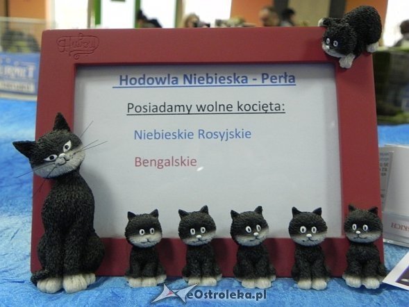 Wystawa kotów [10.02.2013] - zdjęcie #37 - eOstroleka.pl