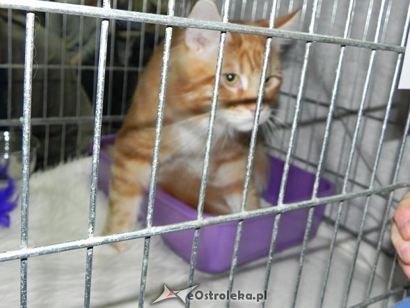 Wystawa kotów [10.02.2013] - zdjęcie #36 - eOstroleka.pl