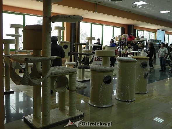 Wystawa kotów [10.02.2013] - zdjęcie #35 - eOstroleka.pl