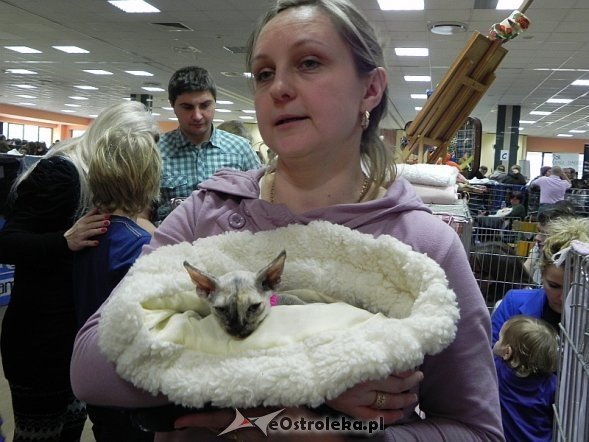 Wystawa kotów [10.02.2013] - zdjęcie #34 - eOstroleka.pl