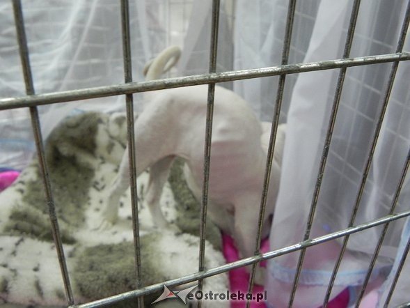 Wystawa kotów [10.02.2013] - zdjęcie #33 - eOstroleka.pl