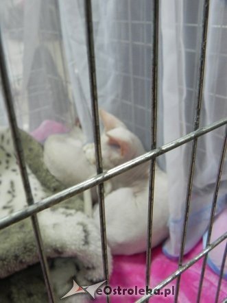 Wystawa kotów [10.02.2013] - zdjęcie #32 - eOstroleka.pl