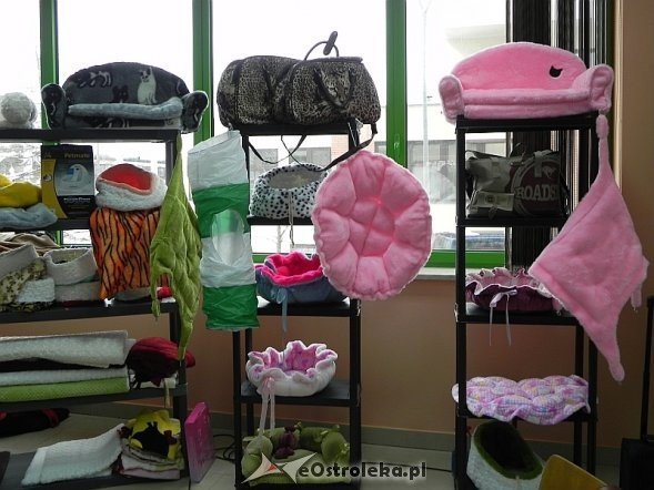 Wystawa kotów [10.02.2013] - zdjęcie #31 - eOstroleka.pl