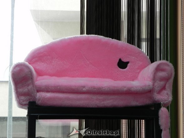 Wystawa kotów [10.02.2013] - zdjęcie #30 - eOstroleka.pl